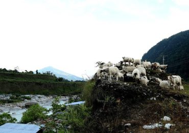 पोखरामा फूलपातीको अवसरमा मन्दिर दर्शनार्थी तथा च्यांग्रा बजार  – फोटो फिचर