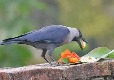 आजबाट तिहार सुरु ,पहिलो दिन कागको पूजा गरेर मनाइँदै