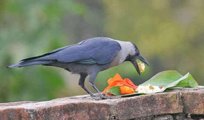 आजबाट तिहार सुरु ,पहिलो दिन कागको पूजा गरेर मनाइँदै