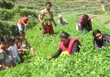 नेपालको आर्थिक वृद्धिदर ४.९ प्रतिशत