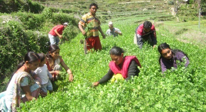 नेपालको आर्थिक वृद्धिदर ४.९ प्रतिशत