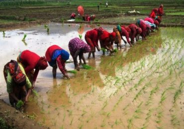 आज असार १५ : १५ औँ धान दिवस मनाइँदै