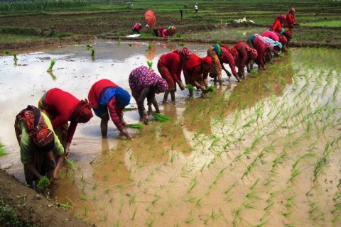 आज असार १५ : १५ औँ धान दिवस मनाइँदै