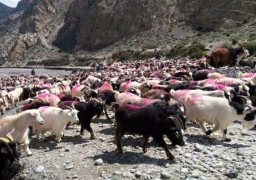 मुस्ताङबाट पोखरा झारिंदै च्याङ्ग्रा