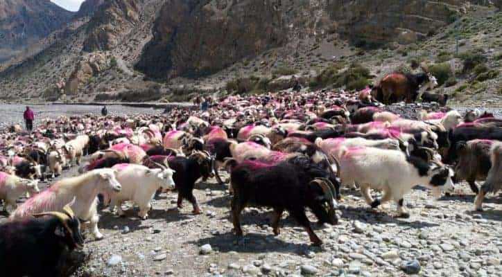 मुस्ताङबाट पोखरा झारिंदै च्याङ्ग्रा