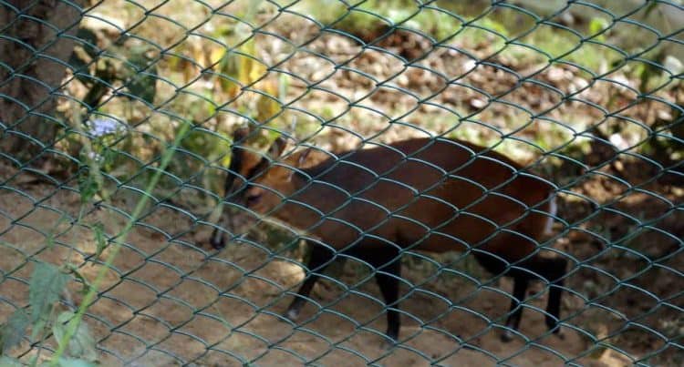 पोखरामा अन्तर्राष्ट्रियस्तरको खुला चिडियाखाना बन्दै