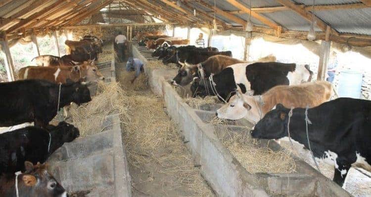 ‘इच्छाशक्ति भए व्यावसायिक कृषिकर्म गर्न सकिन्छ’