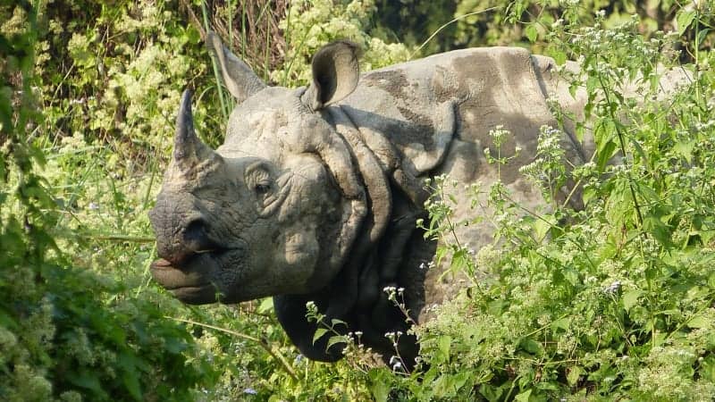 चितवन राष्ट्रिय निकुञ्जमा रुखले किचेर गैँडा मर्‍यो