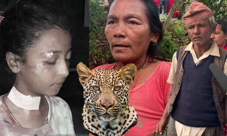 हेर्दा–हेर्दै चितुवाले बालिका लग्यो, तनहुँको भानुमा बाघ नै बाघ, त्रासमा स्थानीय