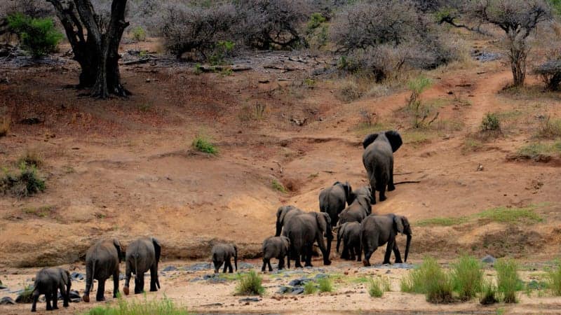 मोटरसाइकलमा हात्तीको बथानले आक्रमण गर्दा दुवै जनाको मृत्यु