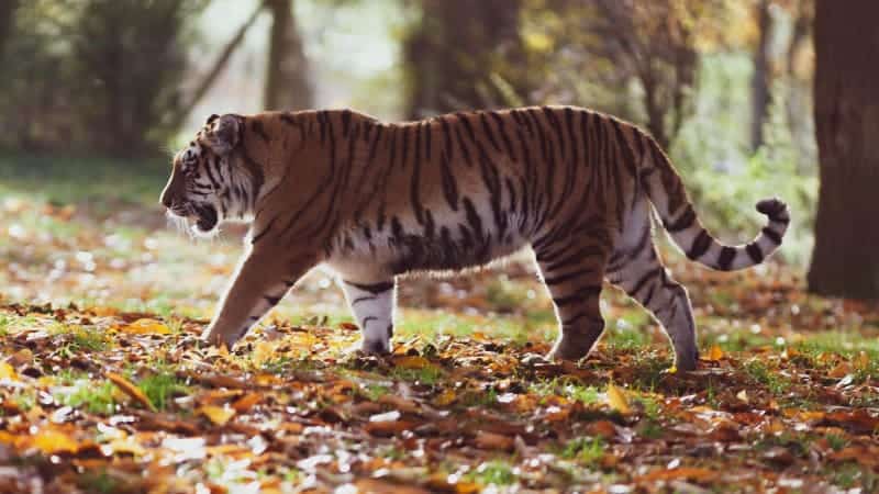 बाघको सङ्ख्यामा वृद्धि भएसँगै आहाराका लागि मानव बस्ती पस्न थालेपछि…