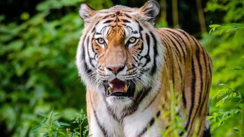 Nepal nears target of doubling tiger