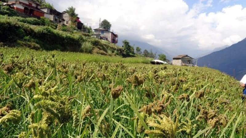 पर्वतमा कोदो झार्ने यन्त्रको आविष्कार