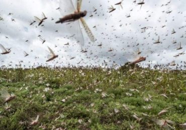 Locusts make presence in Kalika and Khairhani of Chitwan