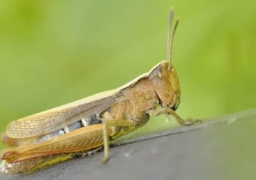 Locust invasion again in Pyuthan