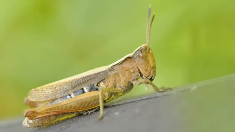 Locust to be bought for 100 rupees per kg